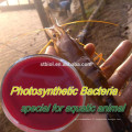 PHOTOSYNTHETIC BACTERIA (PSB)/feed additives/FEED PROBIOTICS